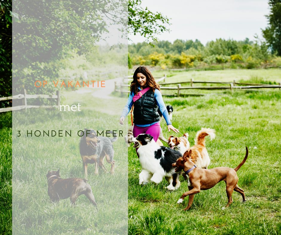 omheinde vakantiehuizen honden toegestaan