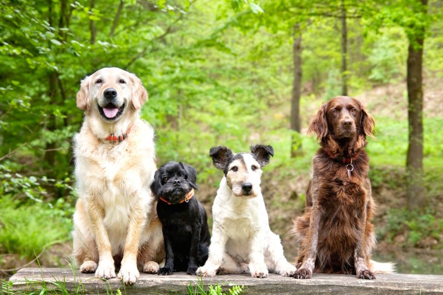 vakantiehuis Frankrijk honden toegestaan